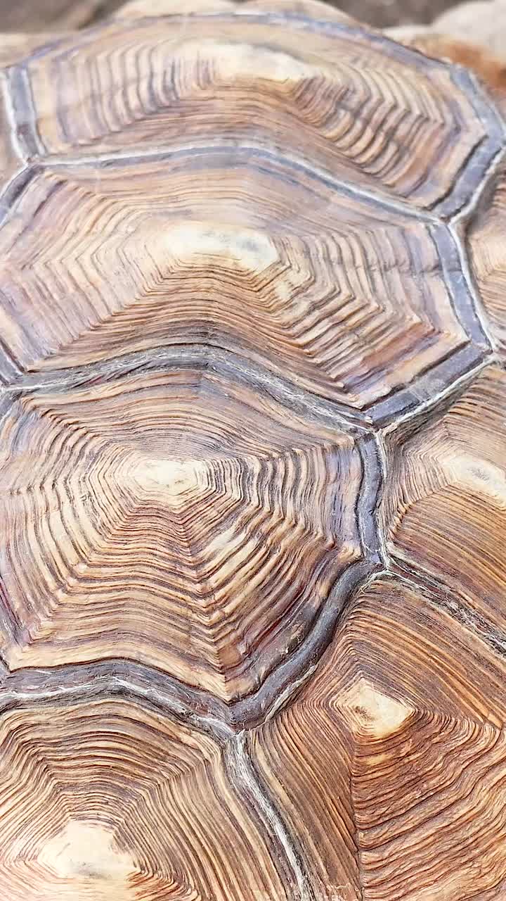 Sulcata tortoise moving on dirt ground