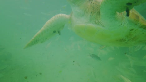 sea turtles simming along the fishes on a reef in curacao