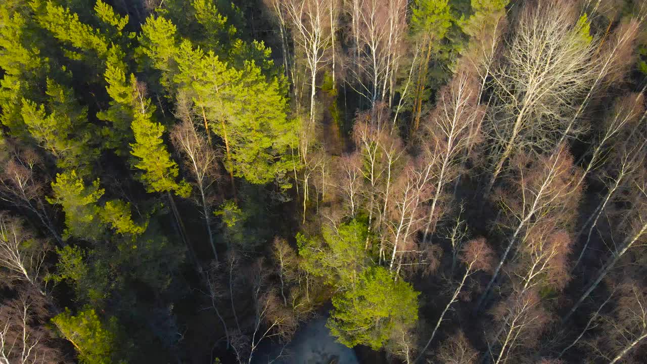Aerial top down drone footage rising up and revealing a large forest with green pine trees and leafless birch trees during a sunny spring or autumn day. High altitude view shows tree tops, frozen pond