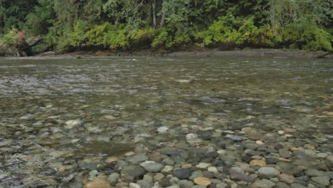 Pink-Salmon-spawning-in-shallow-gravel-beds-in-the-Pacific-Northwest