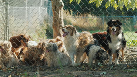 Mehrere-Hunde-Schauen-Durch-Einen-Zaun