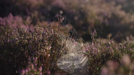 maravilloso arbusto de brezo denso cubierto de telas de araña húmedas bajo el brillante sol de la mañana