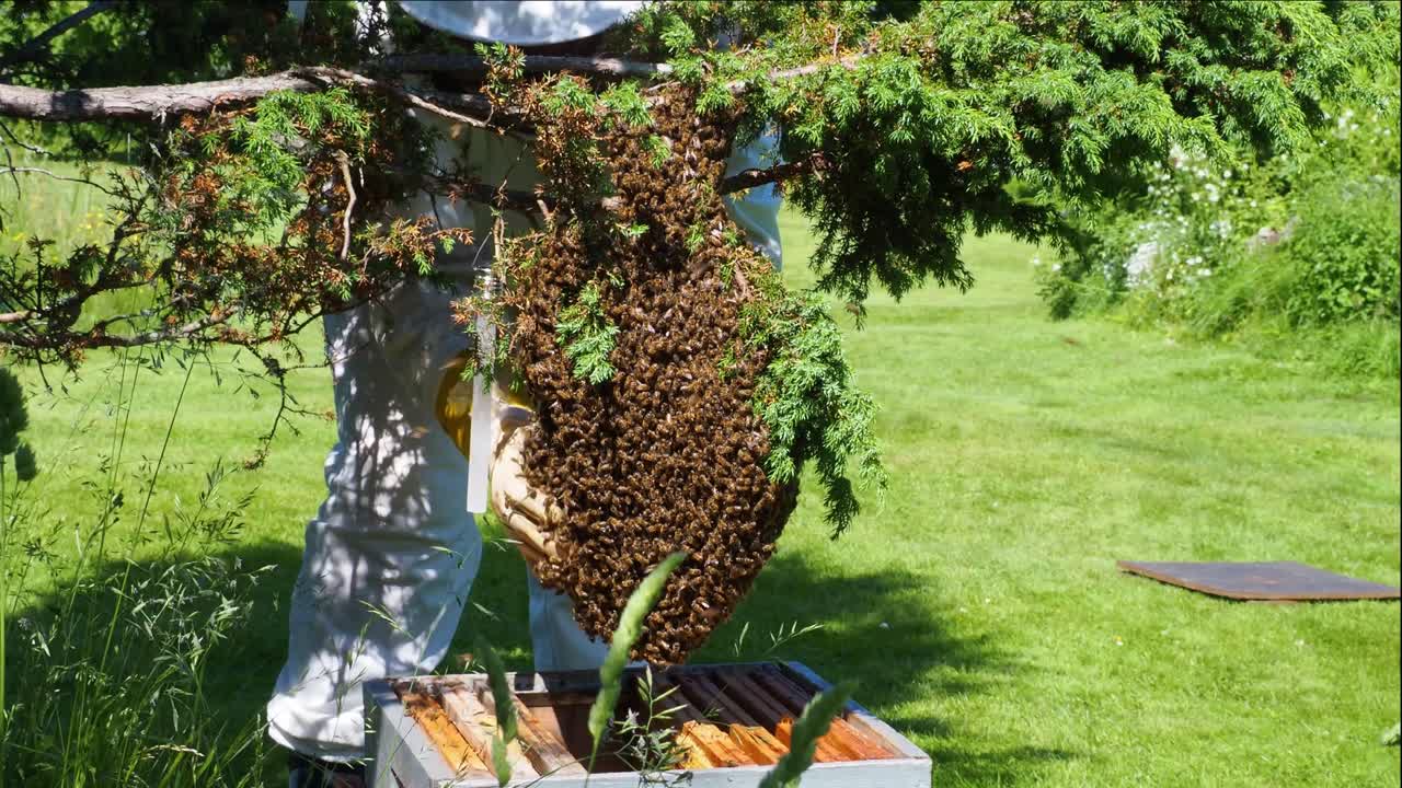 el apicultor reúne abejas que pululan en el jardín