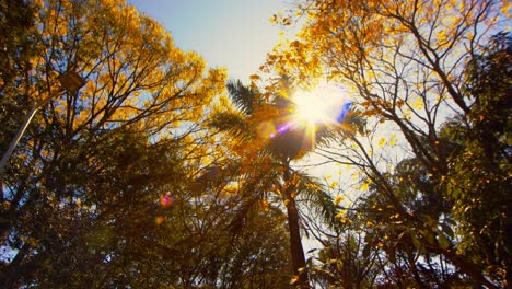 sunlight beaming through yellow autumn tree leaves in park