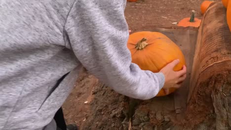 child picking out a medium sized pumpkin from a halloween pumpkin patch