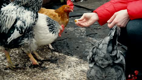 chicken feeding from woman hand