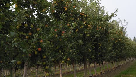 apple orchard with rows of red apples