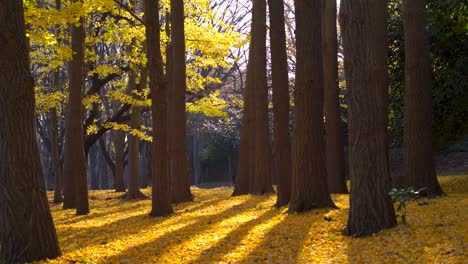 calm and cinematic scenery inside autumn park with vibrant yellow trees