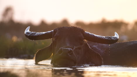 Primer-Plano-De-Un-Búfalo-De-Agua-Acostado-En-Una-Piscina-De-Barro-Y-Salpicando-Agua-Mientras-Empuja-Su-Cabeza