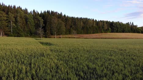 Hermoso-Paisaje-De-Campo-Con-Plantaciones-De-Avena