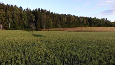 beautiful countryside landscape with oat plantation