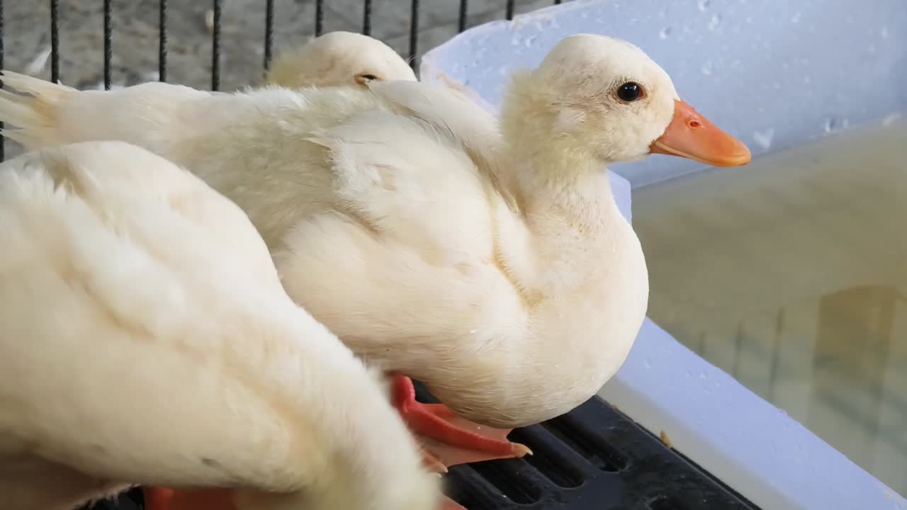 오리 새끼 들 은 동굴 에 혀 있다