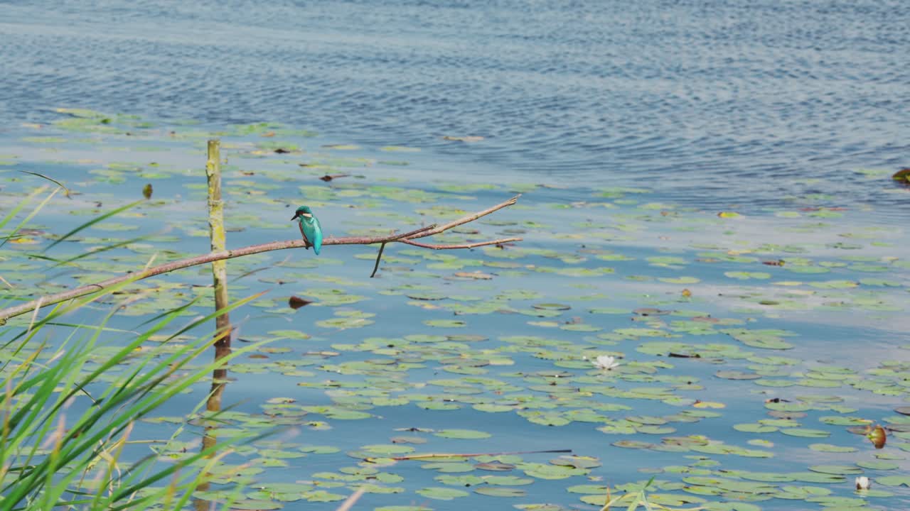 킹피셔 (kingfisher) 는 프리스랜드 (friesland) 에 있는 이델릭 웅이 위의 가지에 앉아 있으며, 뒷면은  위에 매달린 새가 아래로 내려다보고 날아다니고 있다.