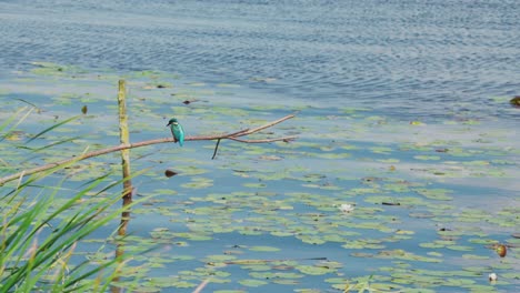 kingfisher perched on branch over idyllic pond in friesland netherlands, rearview of bird hanging over top looking down then flying around