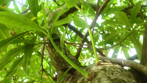 Cerca-De-La-Rama-De-Un-árbol-Joven