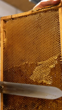 male apiculturist holding a heavy wooden frame. apiarist uses electric knife to uncover the sealed cells. low angle view. vertical video