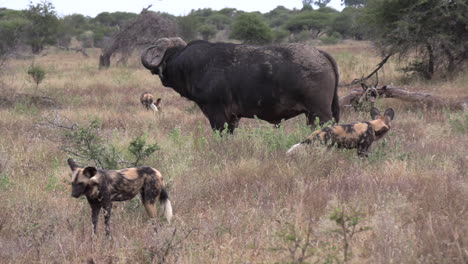 Enfrentamiento-De-Animales-Mientras-Un-Viejo-Toro-De-Búfalo-Del-Cabo-Carga-Contra-Una-Jauría-De-Perros-Salvajes-Que-Intentan-Rodearlo