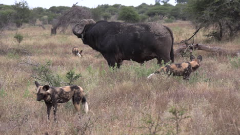 enfrentamiento animal cuando un viejo toro búfalo del cabo carga contra una jauría de perros salvajes que intentan rodearlo.