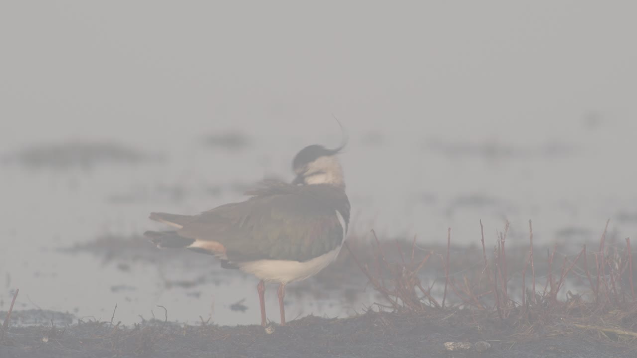 Lapwing feeding in flooded meadows during spring migration in early morning light