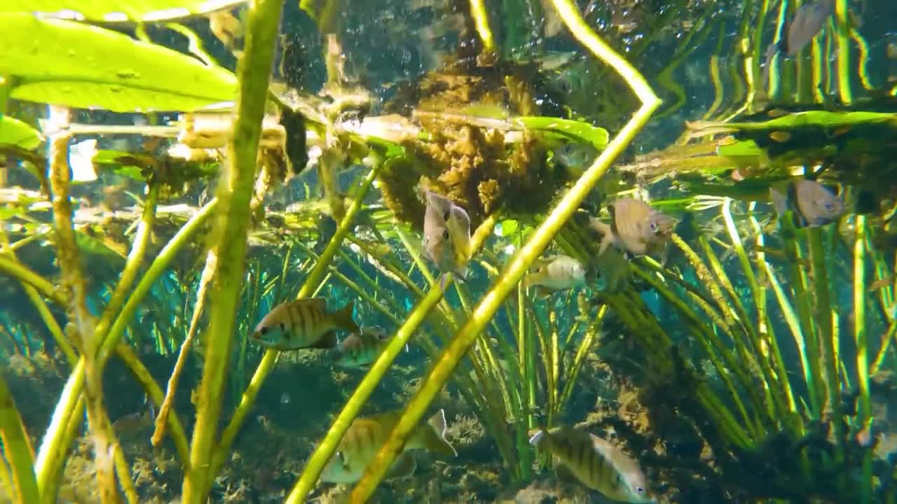 Underwater footage of vibrant aquatic plants growing below water and group of fish swim together. Wavy water surface above clear freshwater. Sunlight illuminates aquatic environment in Florida springs
