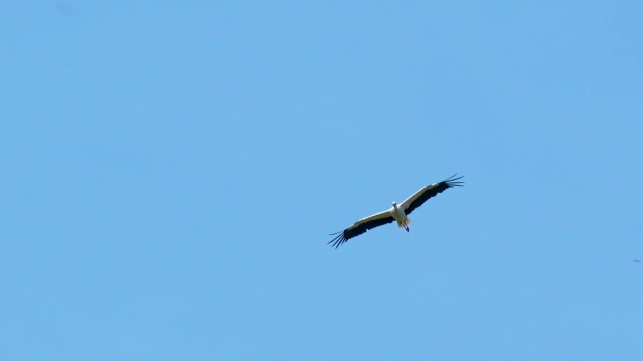 Ein einsamer Storch fliegt hoch am blauen Himmel, die Flügel weit ausgebreitet, mitten im Flug aufgenommen.
