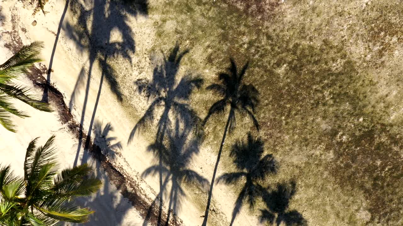 Overhead aerial of palm trees casting linear shadows over soft sandy beach