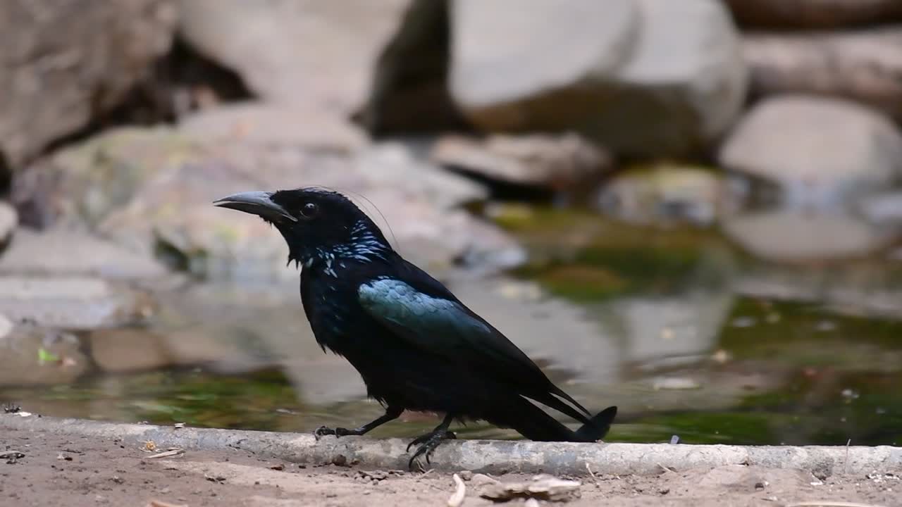 el drongo con cresta de pelo o es un ave en asia de la familia dicruridae que era conespecífico con dicrurus bracteatus o drongo con lentejuelas en el que puede ser difícil diferenciar entre sí