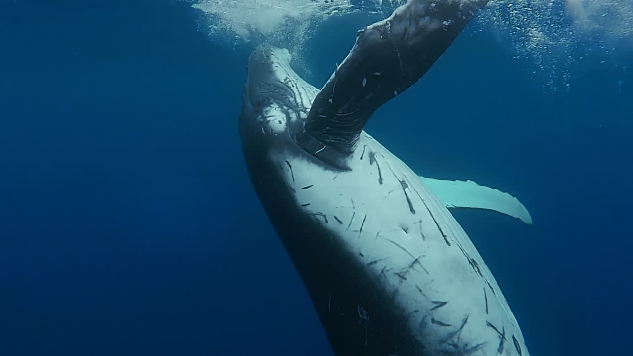 Amazing view of humpback whale's natural behavior in clear blue water as it plays near the surface - underwater diving view