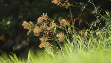 fresh green grass and flowering weeds on the meadow lit by the warm morning sun