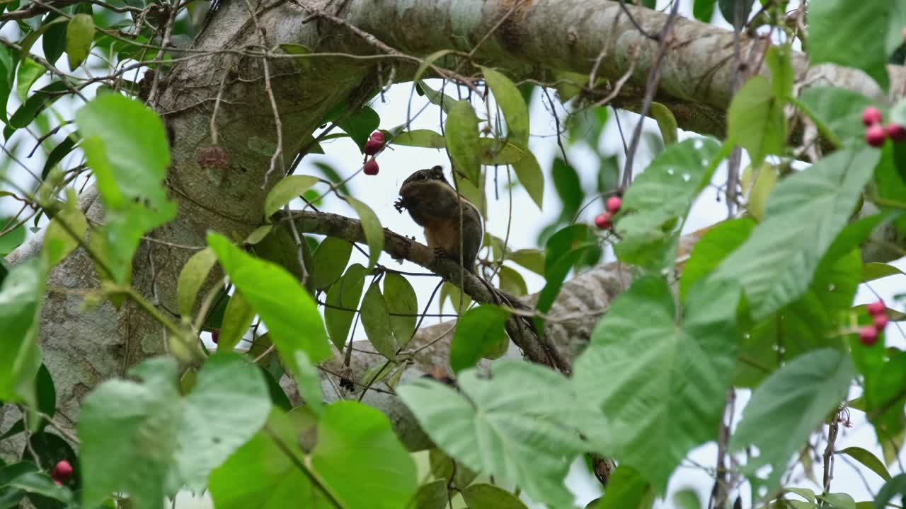 la cámara se aleja mientras se ve comiendo fruta dentro del follaje del árbol frutal, la ardilla a rayas birmana tamiops mcclellandii, tailandia