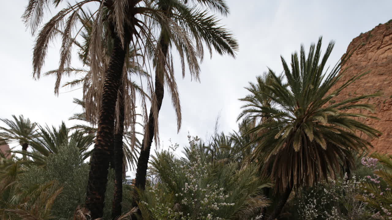 Oasis Palms 04