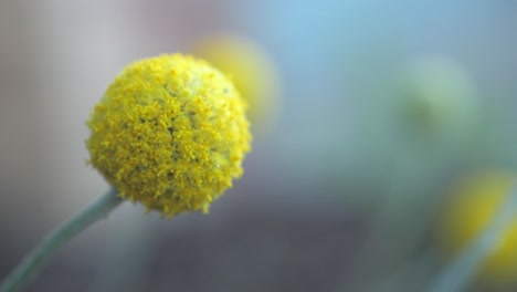 fluffy yellow florets of australian billy button plant, close up