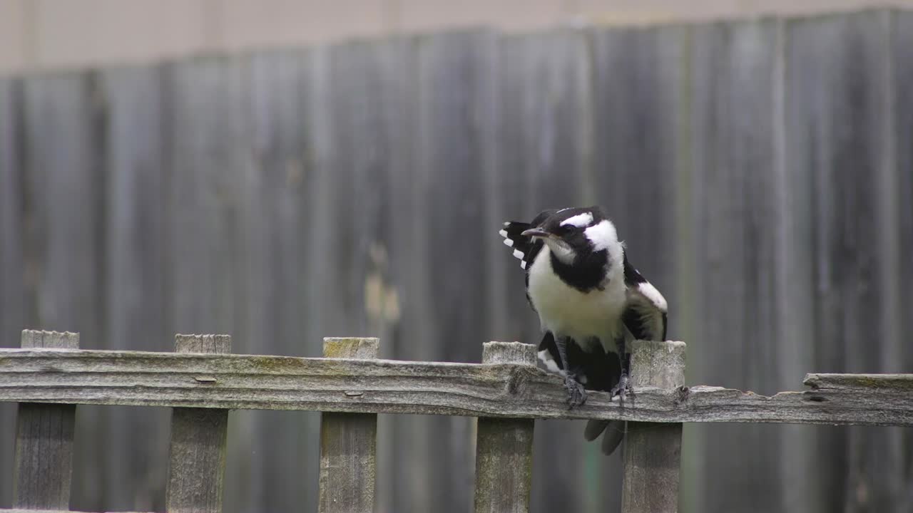 마피-라크 (magpie-lark) - 호주 마프라-기프스랜드-빅토리아 (victoria) 의 울타리 트레일리스에서 균형을 잡고 어나가는 소년
