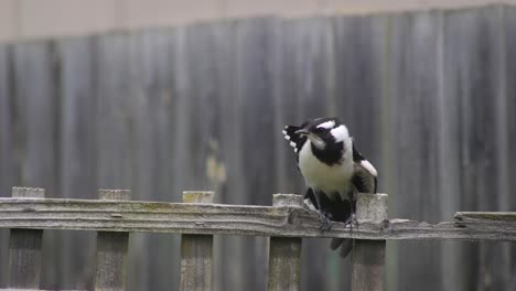 Magpie-lark-Mudlark-Juvenile-Balancing-And-Stretching-On-Fence-Trellis-Australia-Maffra-Gippsland-Victoria-Slow-Motion