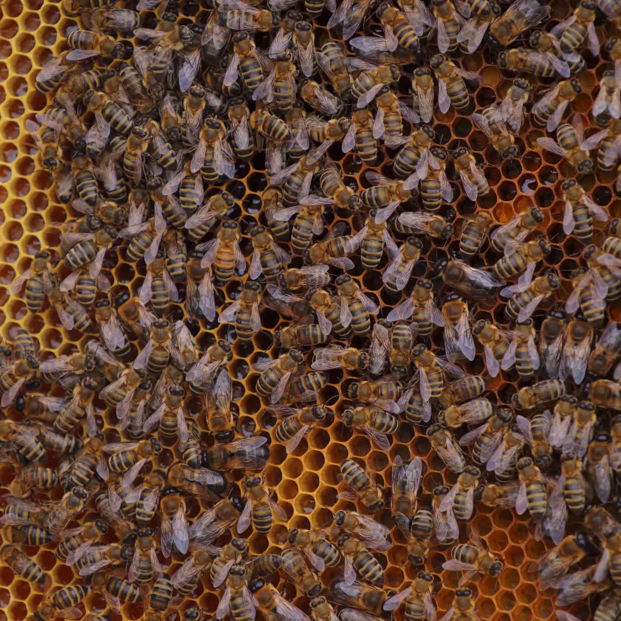 Many brown bees crowl and fly over honeyomb. Selective focus on many working insects. Apiculture concept