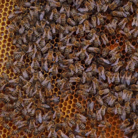 many brown bees crowl and fly over honeyomb. selective focus on many working insects. apiculture concept