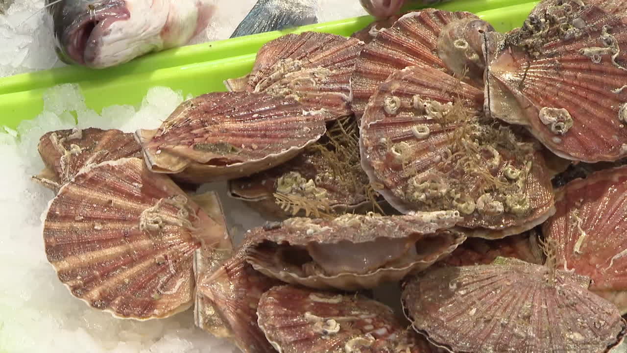 Fresh Scallops at a Fish Market