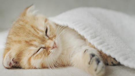 the owner covers a sleepy ginger kitten with a blanket