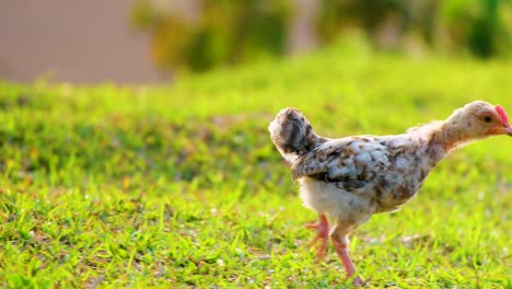 Aufheben,-Ein-Junges-Huhn-Läuft-Durch-Das-Gras-Und-Eine-Erdbank-Hinunter
