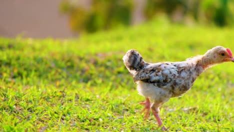 choose up, a young chicken walks through the grass and down a dirt bank