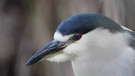 A-Close-up-Head-Shot-of-a-Black-Crowned-Night-Heron-with-Beautiful-Coloured-Head