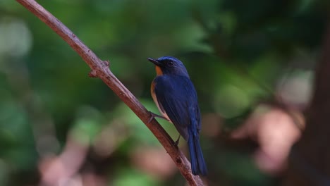 seen from its side while the camera tilts a little, indochinese blue flycatcher cyornis sumatrensis, thailand