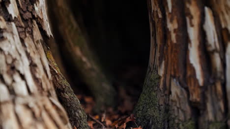 close-up of a tree trunk's rough bark and hollow opening