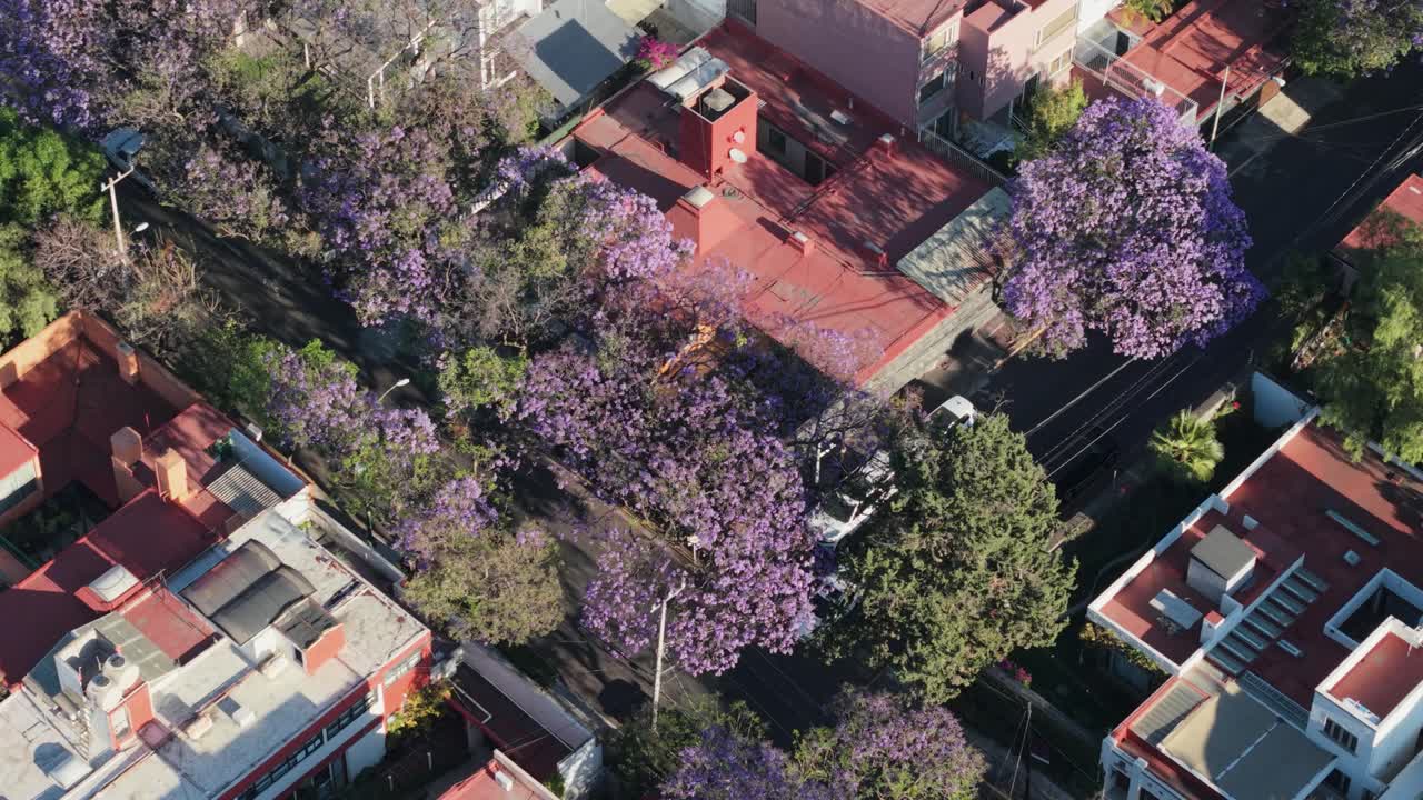 Springtime jacaranda blooms on the streets of Mexico City
