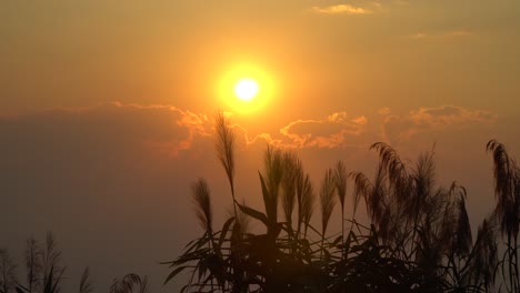 A-golden-sunset-in-Thailand,-dramatic-grass-movement-in-the-foreground