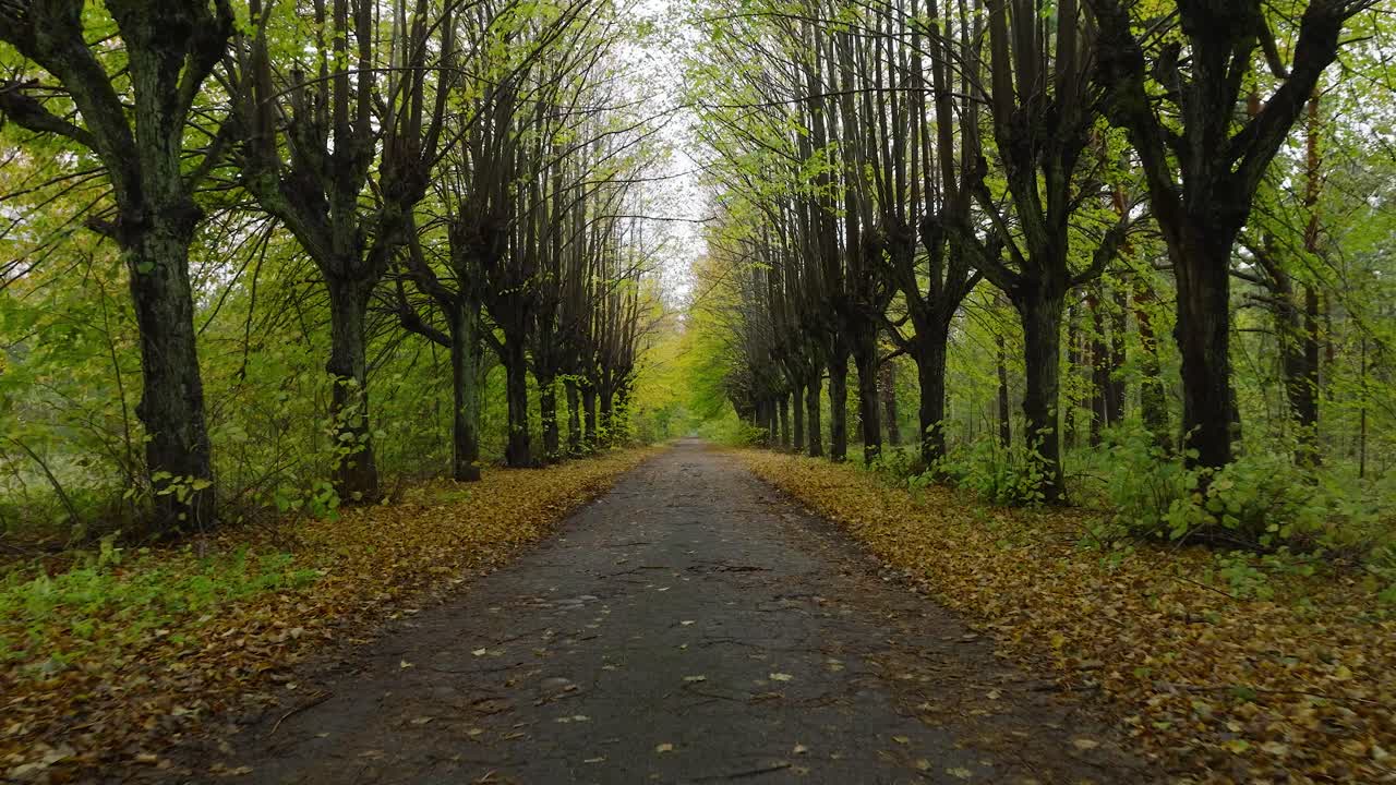 Establishing view of the autumn linden tree alley, empty pathway, yellow leaves of a linden tree on the ground, idyllic nature scene of leaf fall, overcast autumn day, low drone shot moving forward