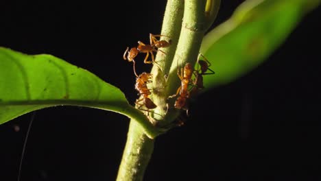 medium shot of fire ant in tambopata, madre de dios region, peru, in the peruvian amazon