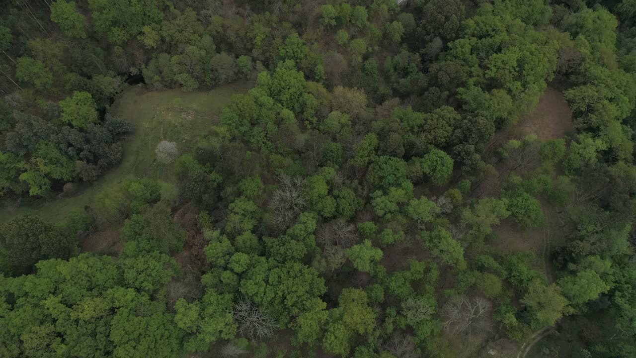 volando sobre un bosque verde impresionante