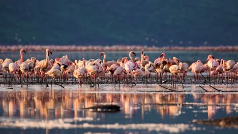 Detailed-close-up-of-huge-flock-of-wild-pink-flamingo-colony-eating,-standing-and-flying-around-shallow-lake-in-the-thousands-on-hot-summer-evening-in-Kenya,-Africa