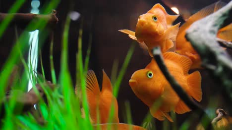 orange fish in a planted aquarium